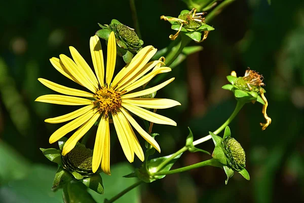 Gele bloem in het Park — Stockfoto