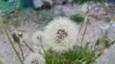 Karahindiba 'nın (Taraxacum) yakın görüntüsü veya hava üfleme topu siyah bir arkaplana doğru esiyor.
