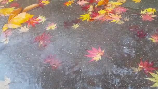 Close View Raining Water Drops Making Ripples Red Bricks Floor — ストック動画