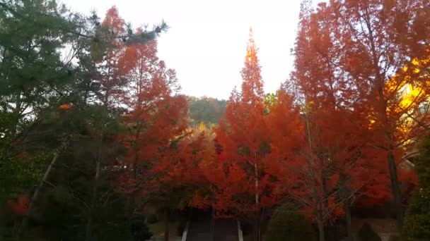 Bunte Rote Gelbe Und Orangefarbene Blätter Die Sich Der Herbstzeit — Stockvideo