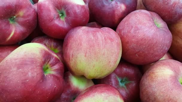 Close Zicht Vers Geplukte Rode Honing Sappige Appels Het Oogstseizoen — Stockvideo