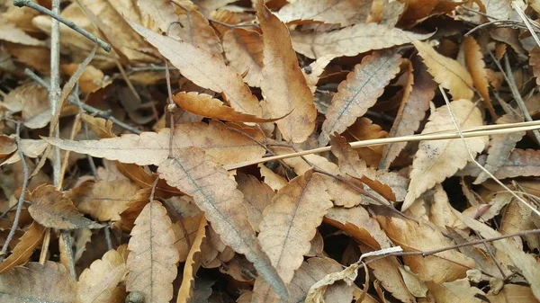 秋の季節に乾燥した茶色の葉は、テキストやメッセージの背景を残します — ストック写真