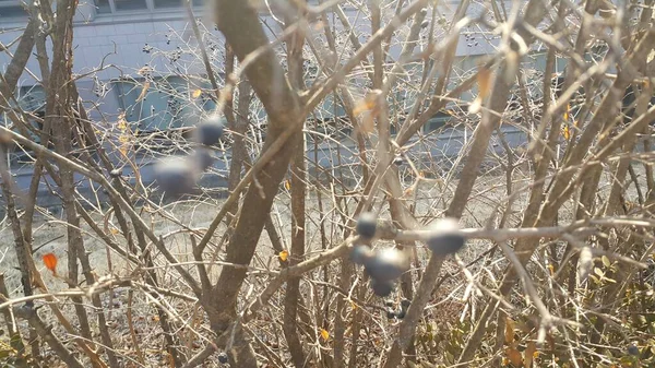 Widok zbliżenie czarnych jagód jesionowych — Zdjęcie stockowe