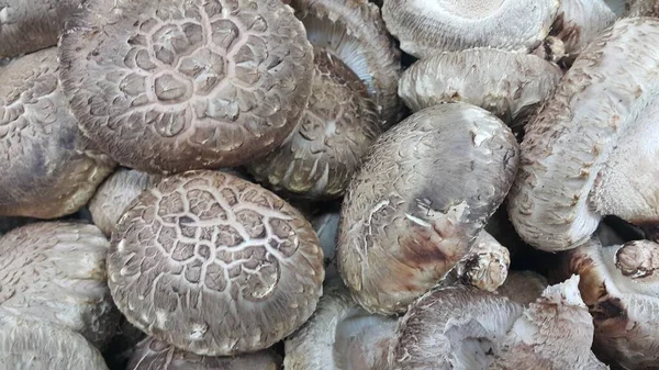 Vista de cerca de una gran pila de champiñones frescos cosechados — Foto de Stock