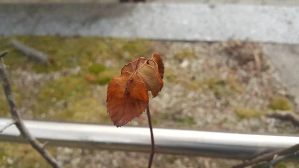 Feuilles brunes séchées sur une branche de plante pendant la saison automnale . — Photo