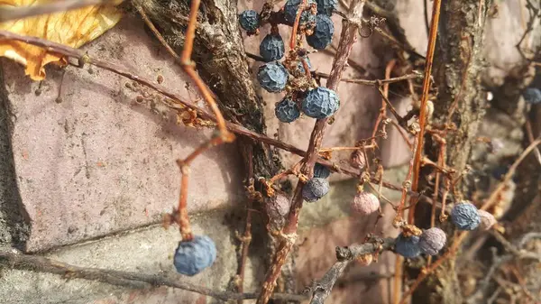 Widok zbliżenie czarnych jagód jesionowych — Zdjęcie stockowe