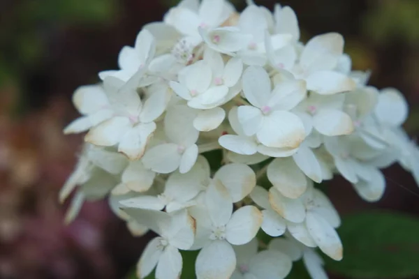 Flor de hortênsia branca com folhas verdes no fundo — Fotografia de Stock