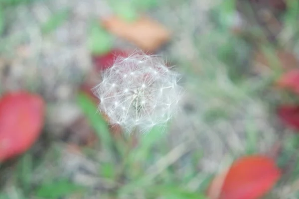 Pissenlit fleur moelleux sélectivement concentré sur un fond vert flou — Photo