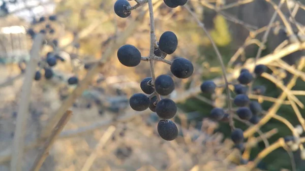 Vue rapprochée des frênes des montagnes noires — Photo