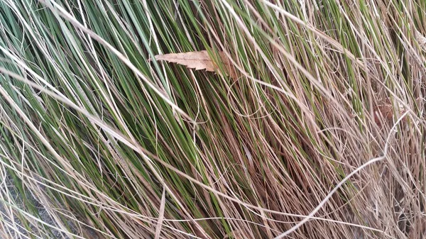 A close up view of green and dried grass — Stock Photo, Image