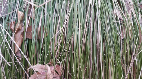 Blízký pohled na zelenou a suchou trávu — Stock fotografie