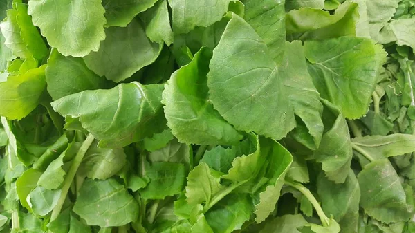 Close up view of lush green leaves of spinach vegetables. Vegetable background. — Stock Photo, Image