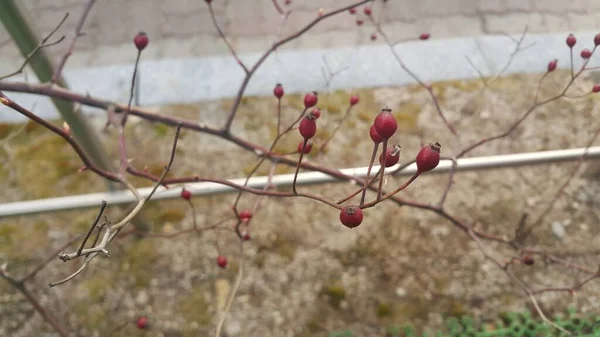 Z bliska widok psów krzewów róż z czerwonymi jagodami wiszące z gałęzi roślin — Zdjęcie stockowe