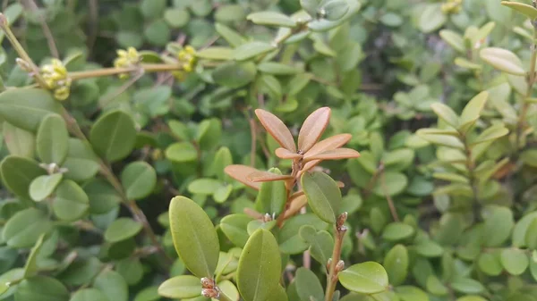 Vista de cerca de las hojas verdes en la temporada de primavera . —  Fotos de Stock