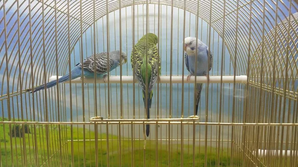 Parrots in a cage in public park zoo