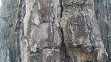 doku için ağaç soyma makrodoku görünümünü yakın