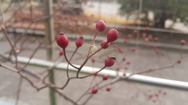 Perro rosales con bayas rojas colgando de ramas de plantas —  Fotos de Stock