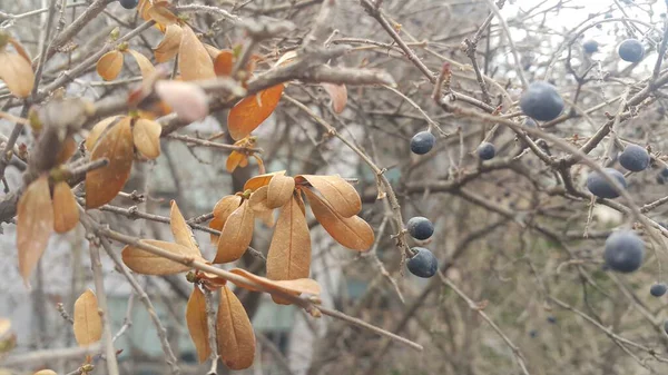 Closeup view of Black mountain ash berries — Stock Photo, Image