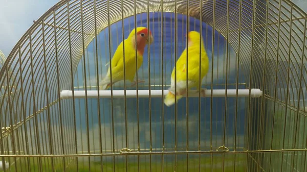 Parrots in a cage in public park zoo — Stock Photo, Image