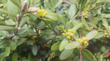 Bahar sezonunda yeşil yaprakları çekim görünümü. 