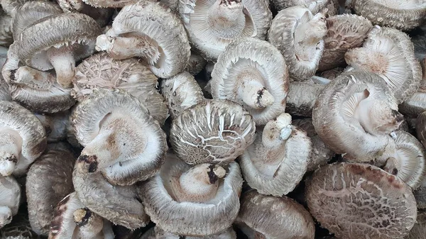 Closeup view of big pile of fresh harvested mushroom — Stock Photo, Image