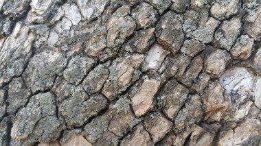 Arka plan ve doku için makro yakın doku