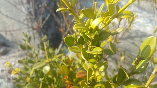 Vista de perto de folhas verdes na estação de primavera . — Fotografia de Stock