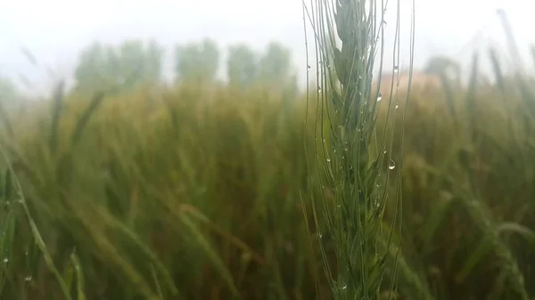 보리밭의 보리 조개나 호밀을 가까이 서 본 모습. — 스톡 사진