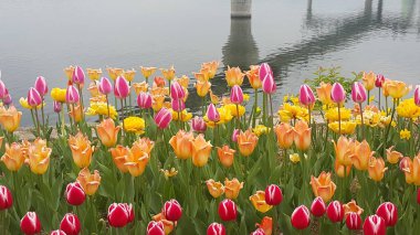 Deniz plajına dikilen rengarenk çiçekler