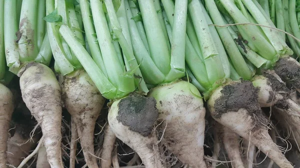 Raízes de rabanete branco com folhas verdes colocadas no mercado — Fotografia de Stock