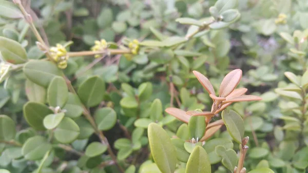 Vista de perto de folhas verdes na estação de primavera . — Fotografia de Stock