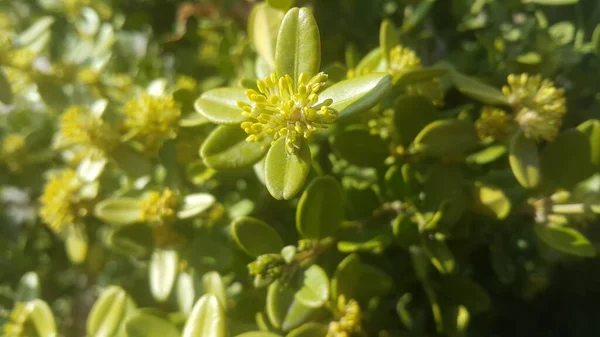 봄철 의 녹색 잎의 클로즈업 보기. — 스톡 사진