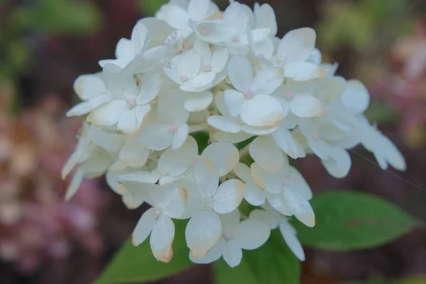 Witte hortensia bloem met groene bladeren op de achtergrond — Stockfoto