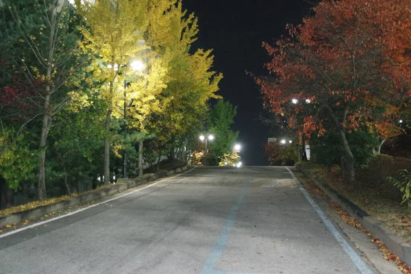 Nachtzicht op een verharde voetgangersweg of wandelweg met bomen aan de zijkant — Stockfoto
