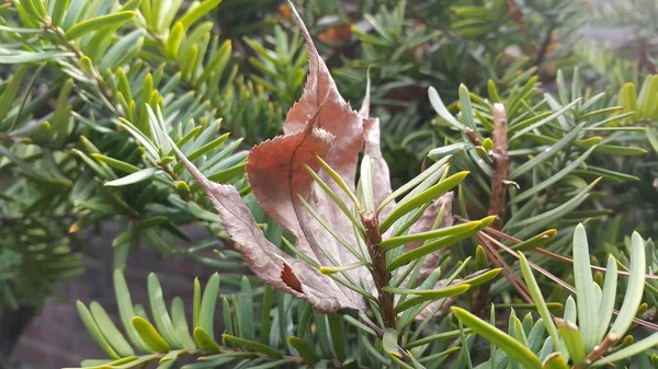 Folhas verdes de Taxus baccata, teixo europeu que é arbusto de conífera — Fotografia de Stock