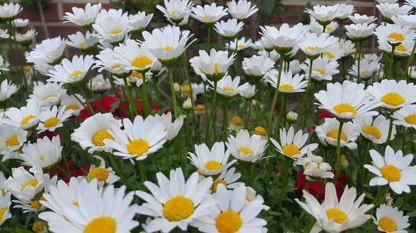 Close up de uma linda flor branca fresca com fundo folhas verdes — Fotografia de Stock