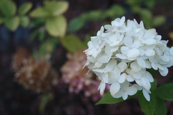 Flor de hortênsia branca com folhas verdes no fundo — Fotografia de Stock