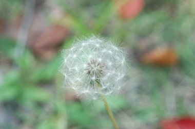 Yumuşak çiçekli karahindiba seçici bir şekilde bulanık yeşil bir arka plana odaklanmış.