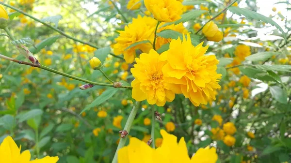 Vista de cerca de la hermosa flor amarilla sobre un fondo de hojas verdes — Foto de Stock