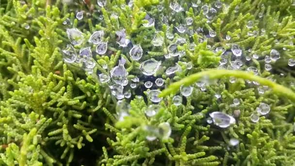 Closeup View Water Drops Green Spiny Leaves Plant Winter Season — Stockvideo