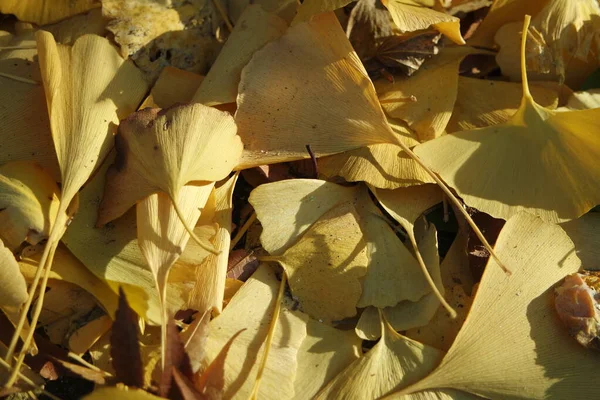Ginkgo folhas douradas em um chão de cor cinza — Fotografia de Stock