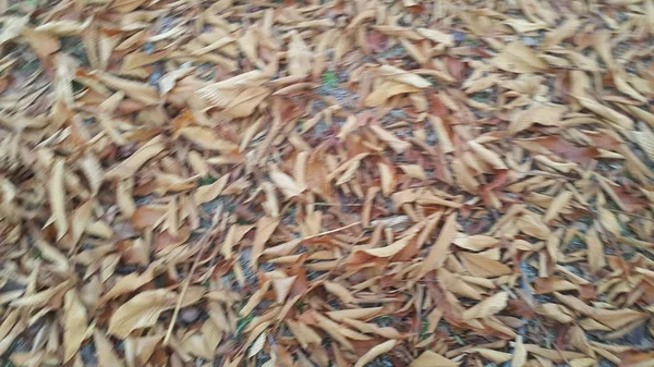 Torkade bruna och fräscha gröna löv på golvet under höstsäsongen — Stockfoto