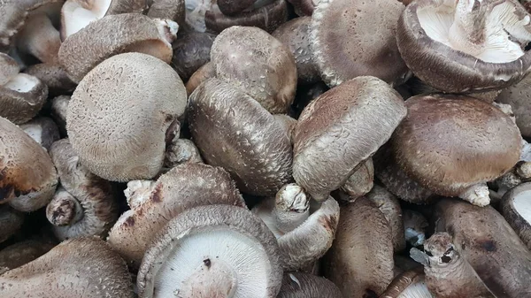 Крупним планом вид на велику купу свіжих зібраних грибів — стокове фото