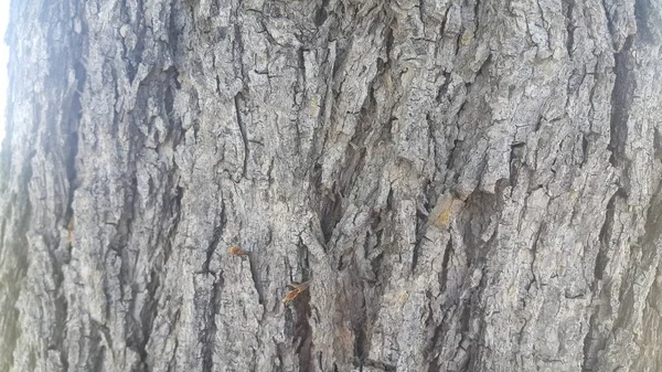 Árbol cáscara macro primer plano textura para fondo y textura — Foto de Stock
