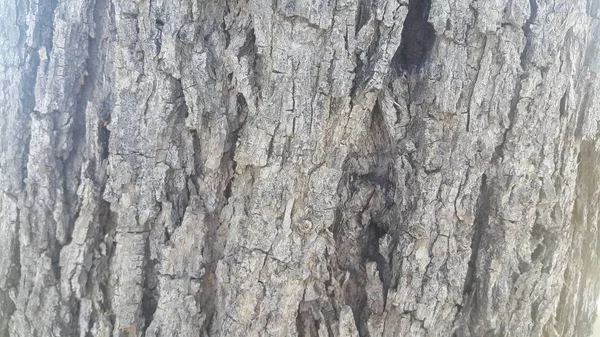 Casca de árvore macro close up textura para fundo e textura — Fotografia de Stock