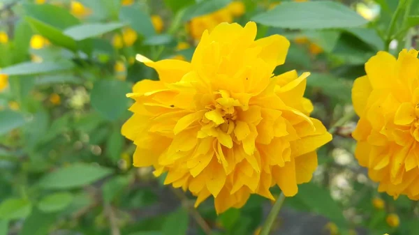 Vista de cerca de la hermosa flor amarilla sobre un fondo de hojas verdes —  Fotos de Stock