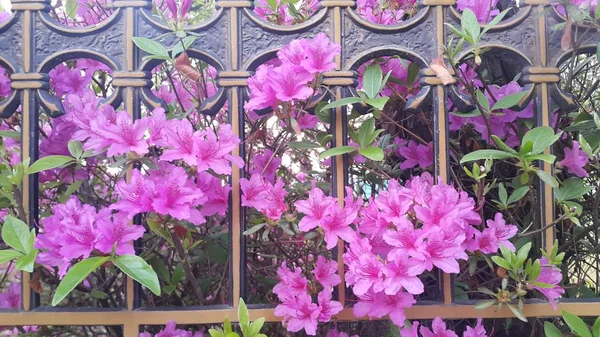 Закройте вид на несколько розовых цветков с розовыми лепестками поперек металлических прутьев — стоковое фото