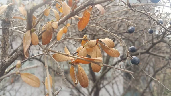 Κοντινά πλάνα από μαύρα μούρα της τέφρας του βουνού — Φωτογραφία Αρχείου