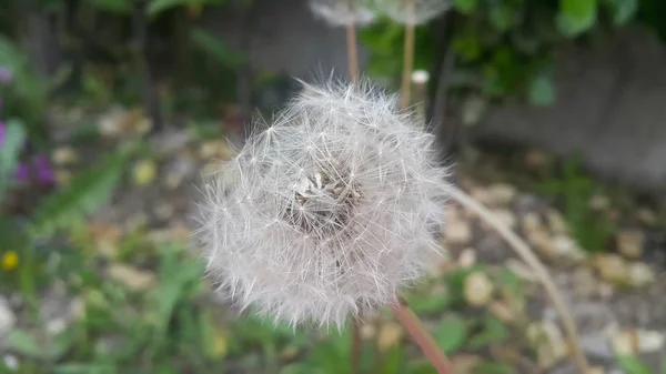 Flor fofa delicada seletivamente focada em um fundo de folhas verde desfocado — Fotografia de Stock