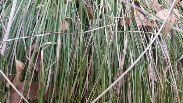 緑と乾燥した草のクローズアップビュー — ストック写真